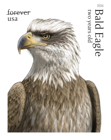 2026 Bald Eagle Hatchling to Adult Stamps | Tool Stamps US Postage Stamps