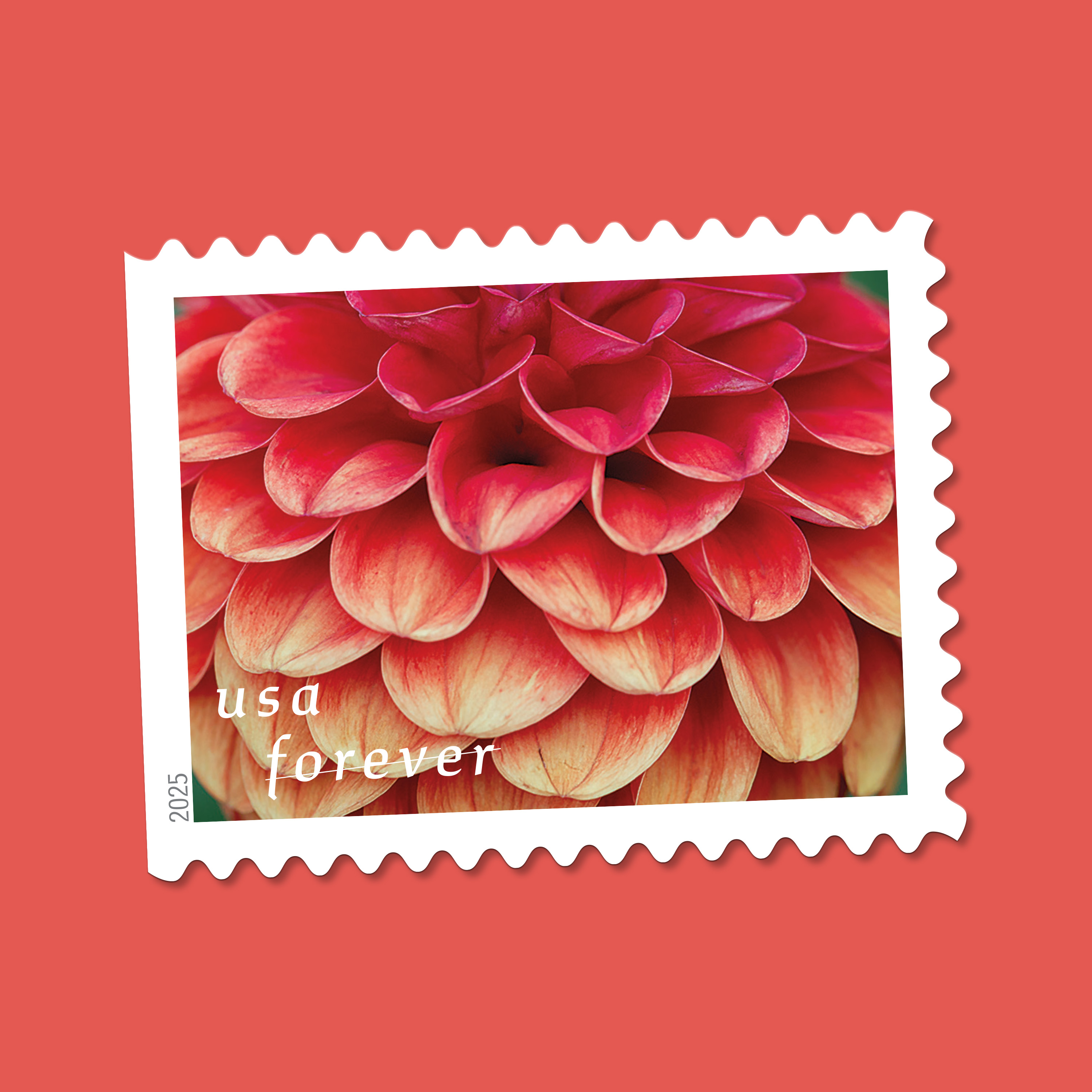 2025 Forever Stamps Dahlias Stamps - Forever Stamps