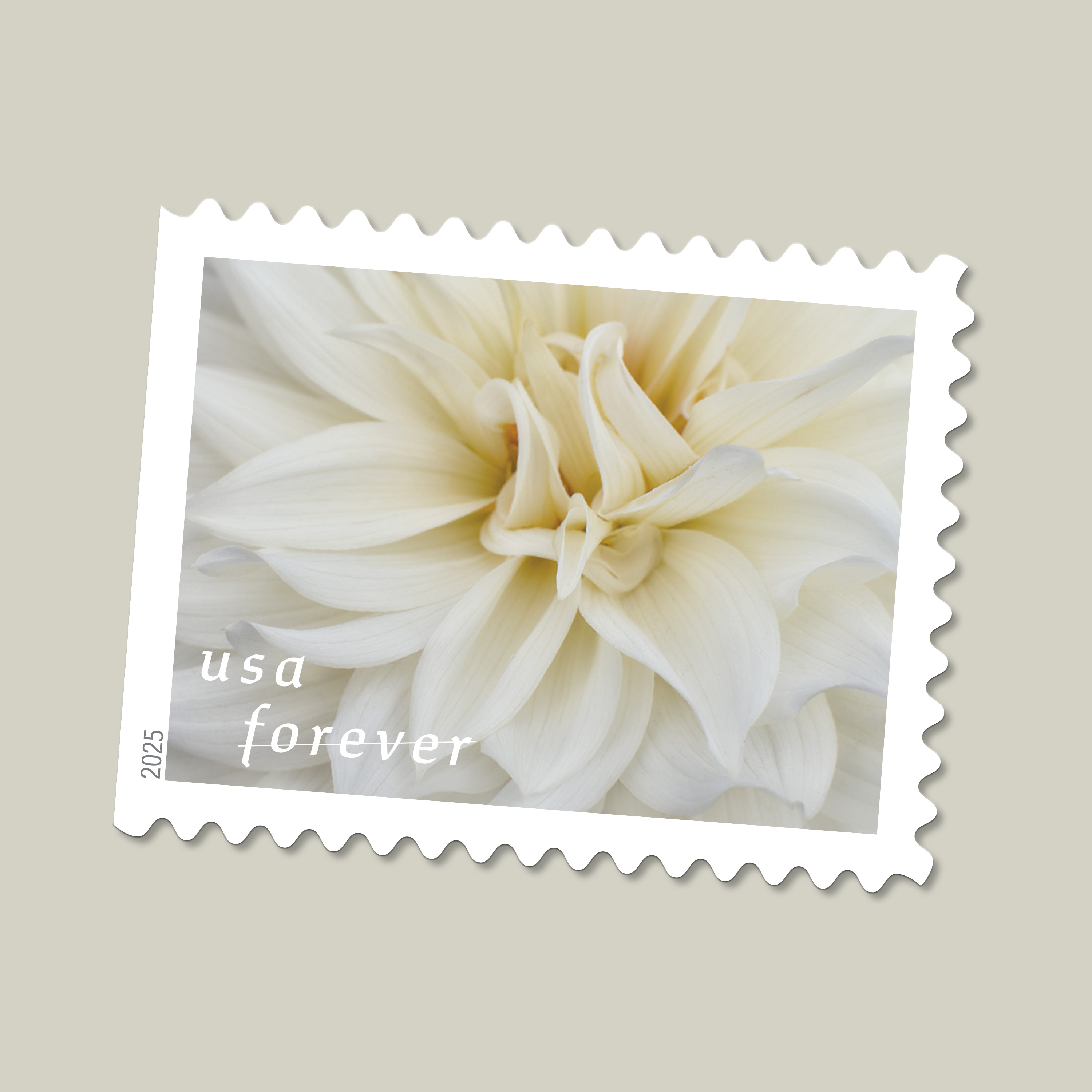 2025 Forever Stamps Dahlias Stamps - Forever Stamps